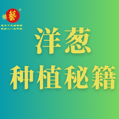 洋蔥種植秘籍：掌握這八點，種出優(yōu)質(zhì)洋蔥！